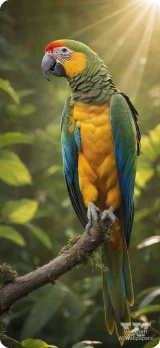 image parrot